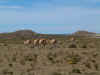 PN Monte Leon - kuddes guanacos met jongen
