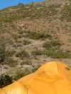 PN Monte Leon - guanacos bij de tent