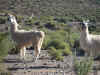 Lama's op grote hoogte (ruim 4000 meter)