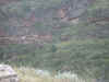 Pisac - honderden Inca graftombes