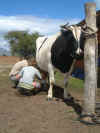 Stijn melkt DE koe